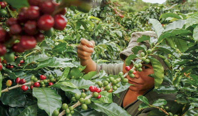 Inicia cosecha de café en Veracruz y otros estados productores