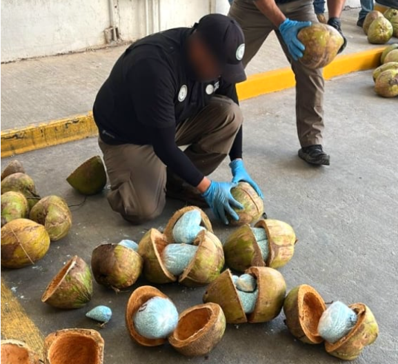 Aseguran 300 kilos de fentanilo ocultos en cocos