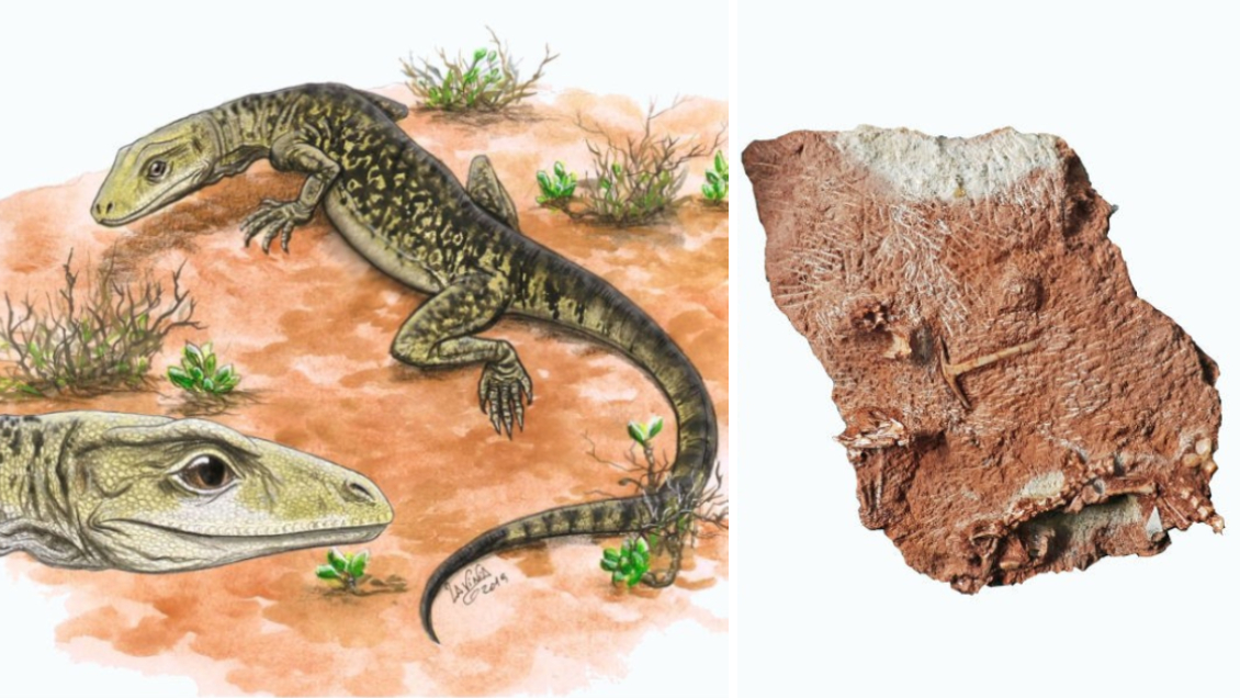 Un fósil 'olvidado' adelanta el origen de los lagartos a 35 millones de años