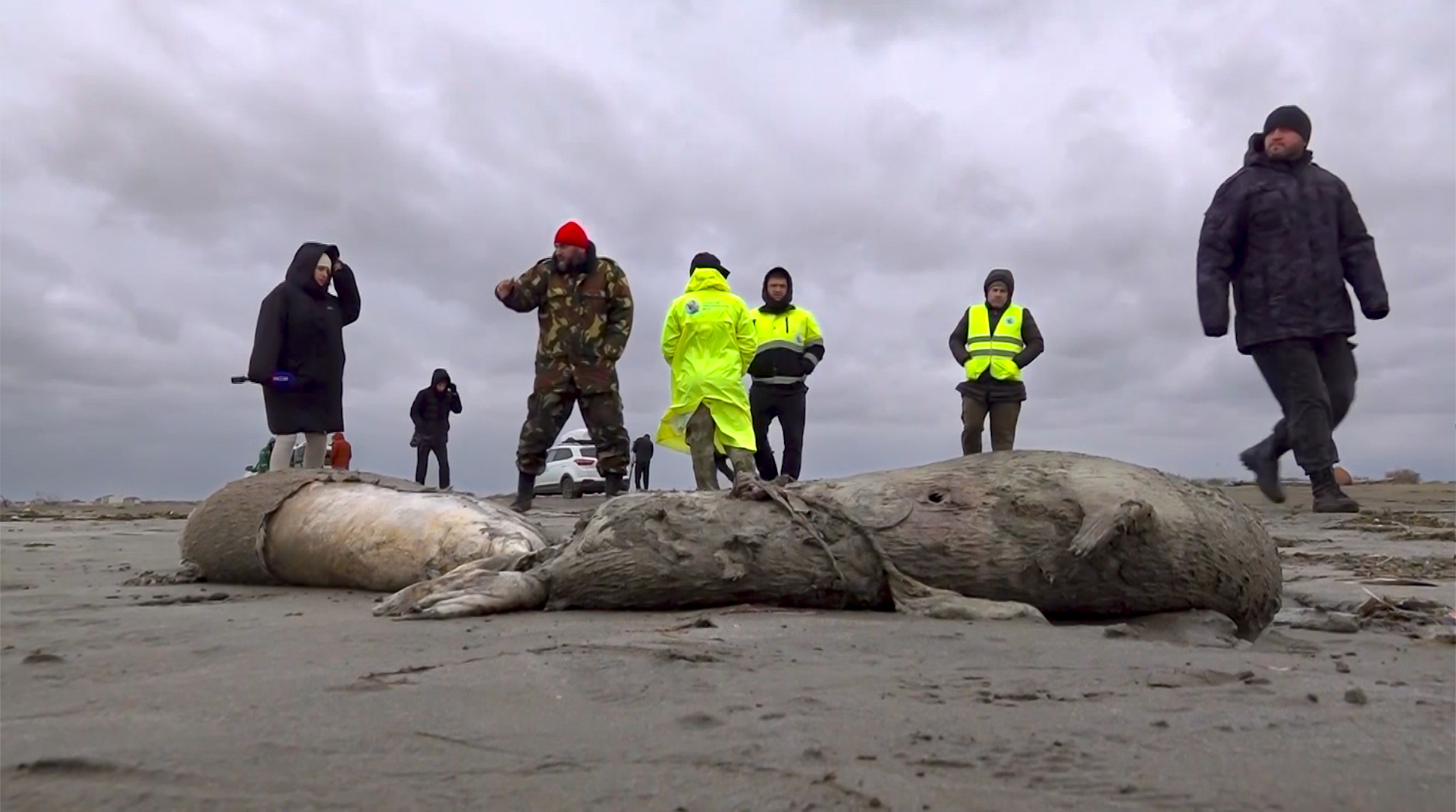 Aparecen muertas más de mil 700 focas en costas rusas