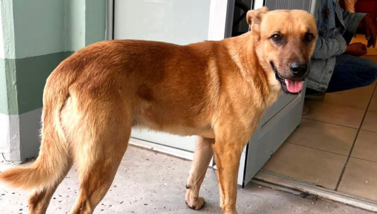 Reconocen a perro que salvó la vida de su dueño en Sonora