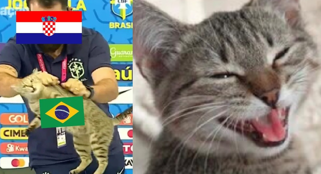 ¿Fue la maldición del gato? Brasil queda eliminado del Mundial y lo tunden con memes