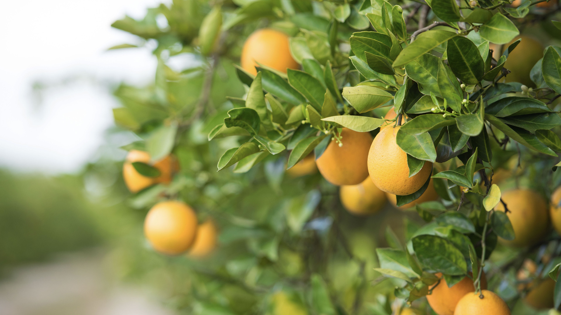 Cosecha de naranjas en Florida descenderá 29% por huracanes