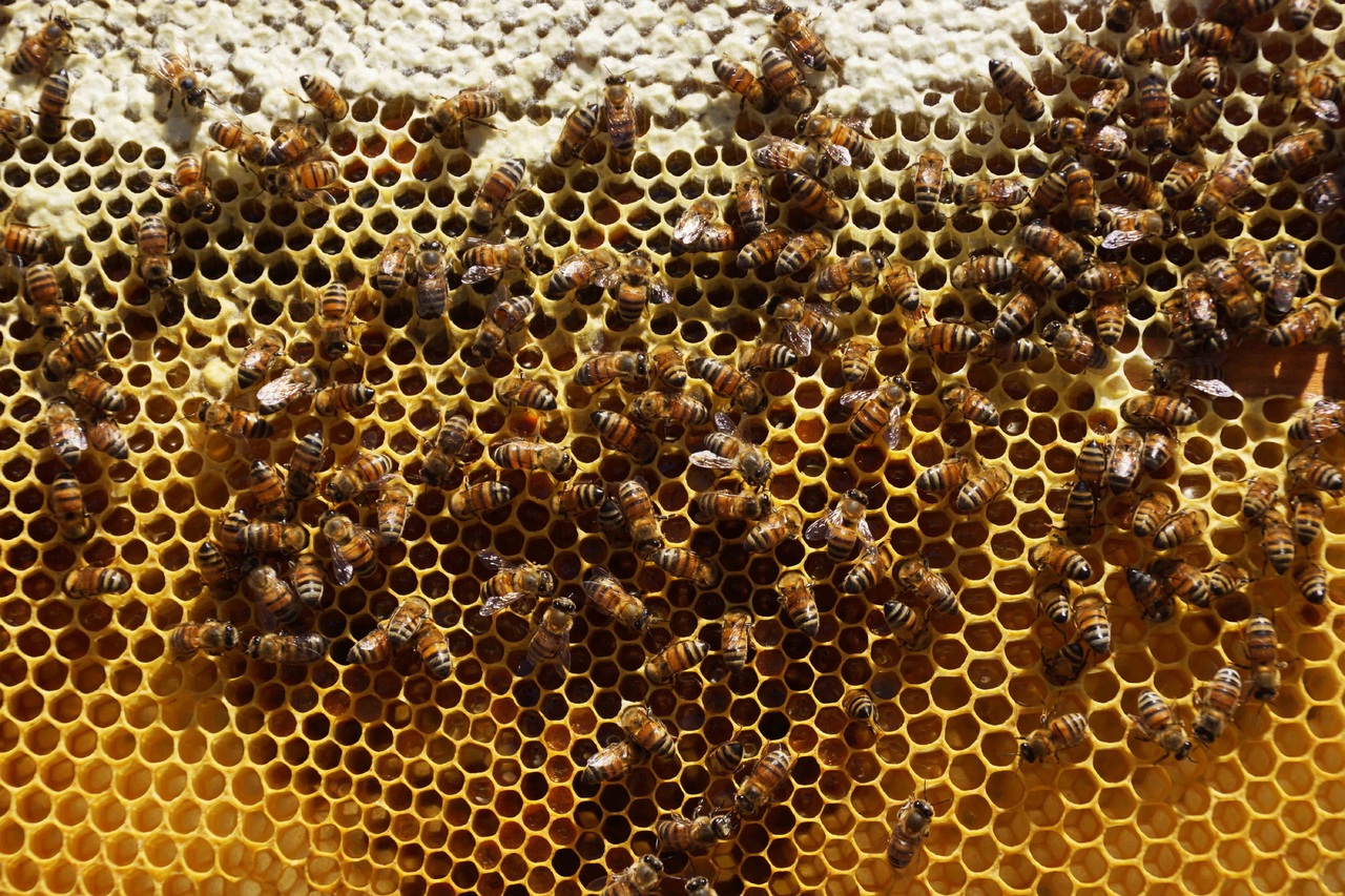 Registran producción de 527 toneladas de miel