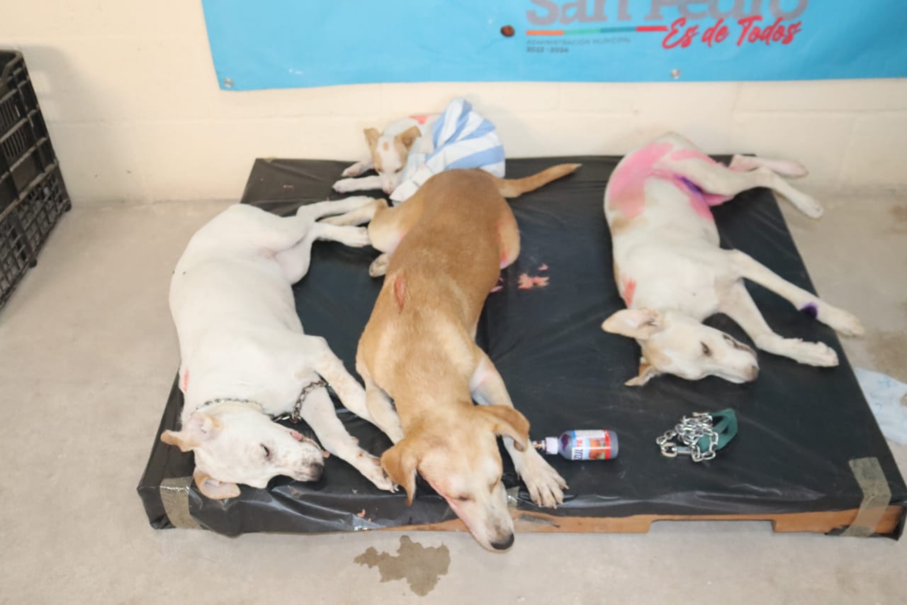 Logran esterilizar a más de 400 mascotas en San Pedro