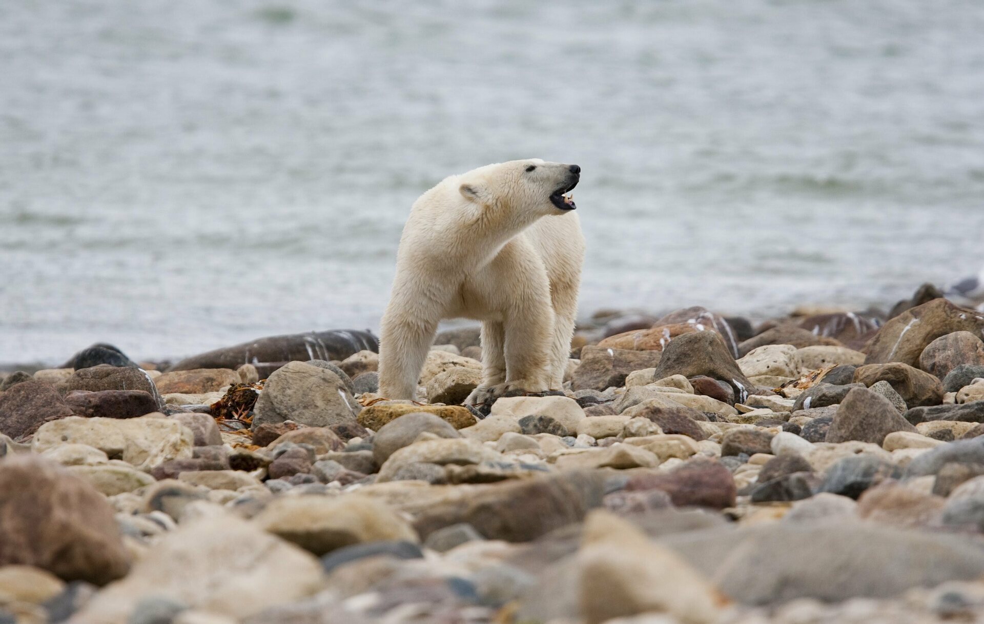 Mueren en grandes cantidades los osos polares de Canadá