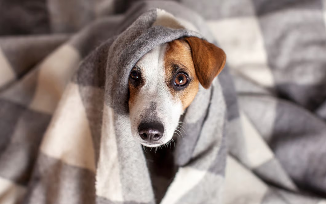 Consejos para cuidar a tus mascotas de las bajas temperaturas
