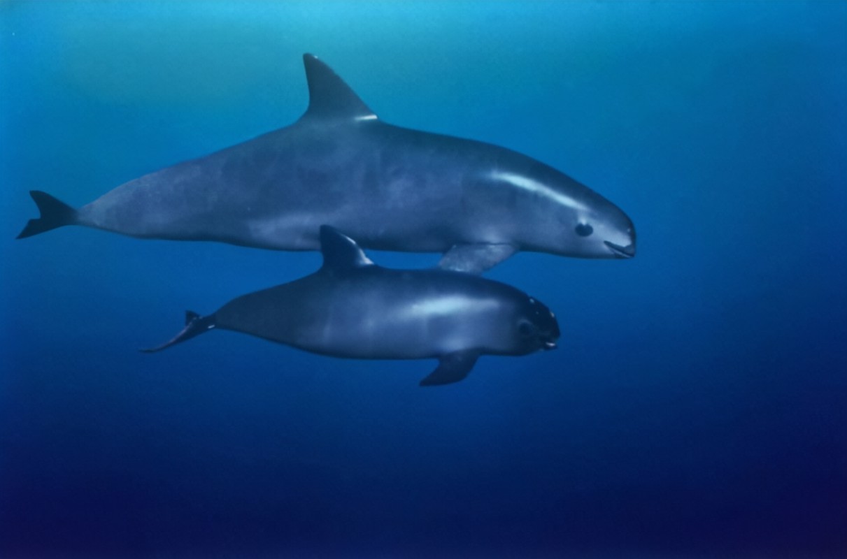 Llaman a reforzar estrategia para evitar extinción de vaquita marina