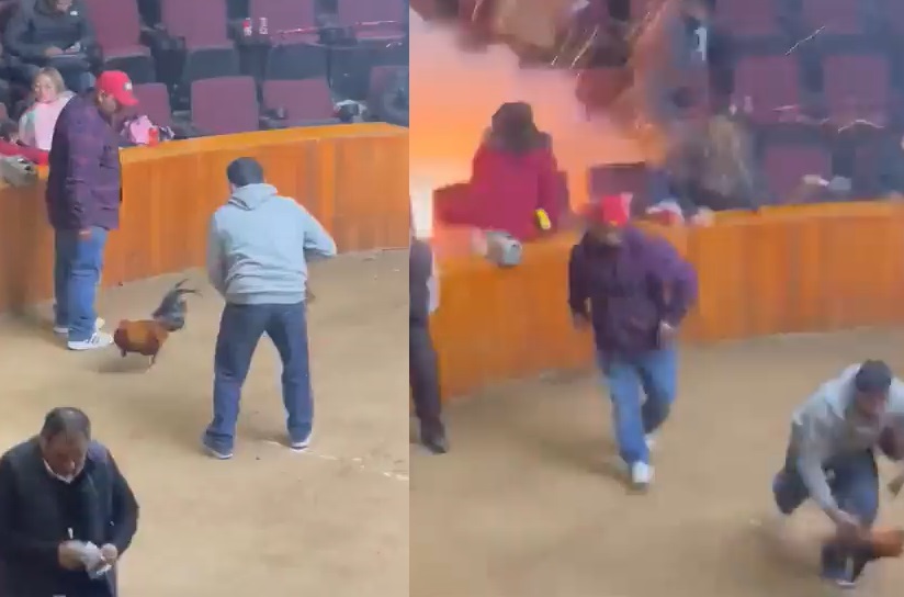 VIDEO: Lanzan bombas a multitud en plena pelea de gallos en Hidalgo