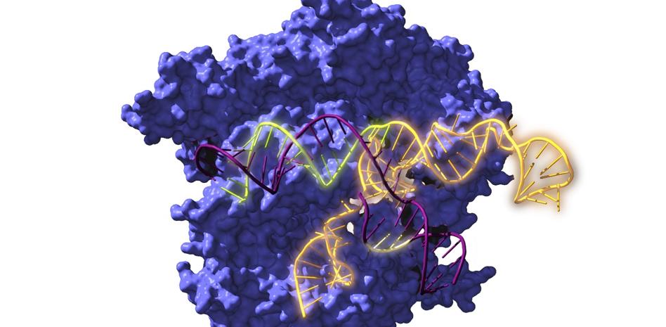 El equipo estaba explorando nucleasas CRISPR que, en un principio estaban agrupadas con Cas12a. (EFE)