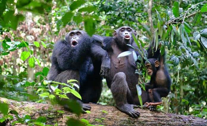 Los investigadores grabaron las reacciones emocionales y las vocalizaciones de los chimpancés.