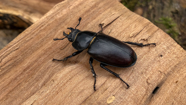 Hay escarabajos que son capaces de saltar más de diez veces la longitud de su cuerpo.