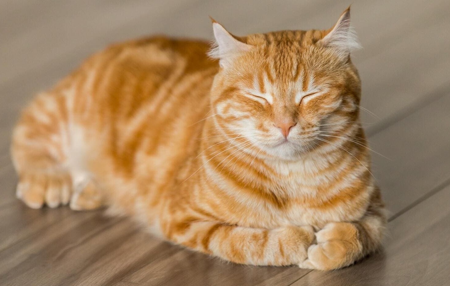 Se trata de un gato doméstico que se introdujo a una casa que es utilizada como bodega. (IMAGEN ILUSTRATIVA)