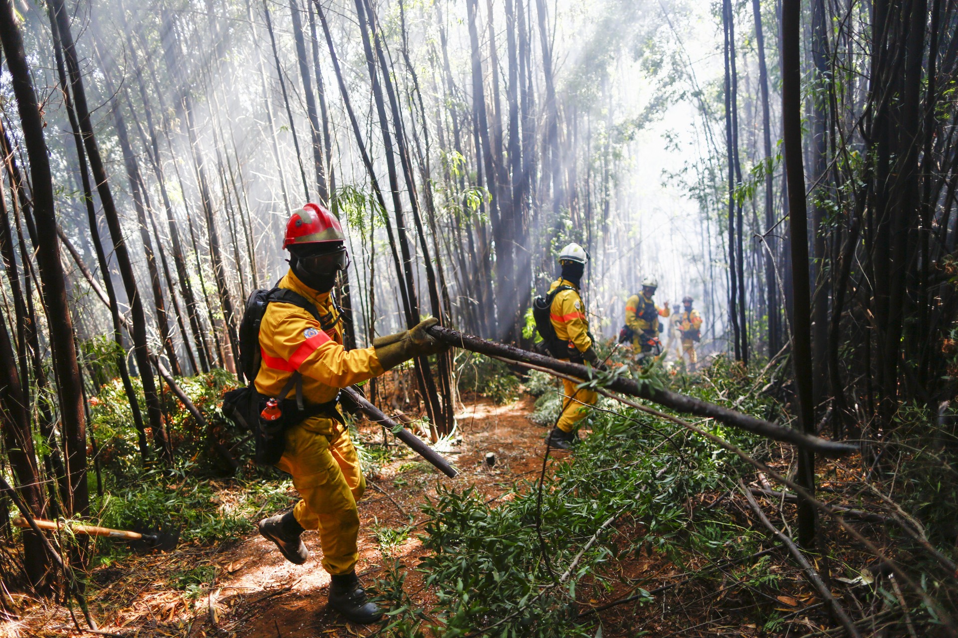 Incendios forestales reviven al sur de Chile y Gobierno reconoce ...