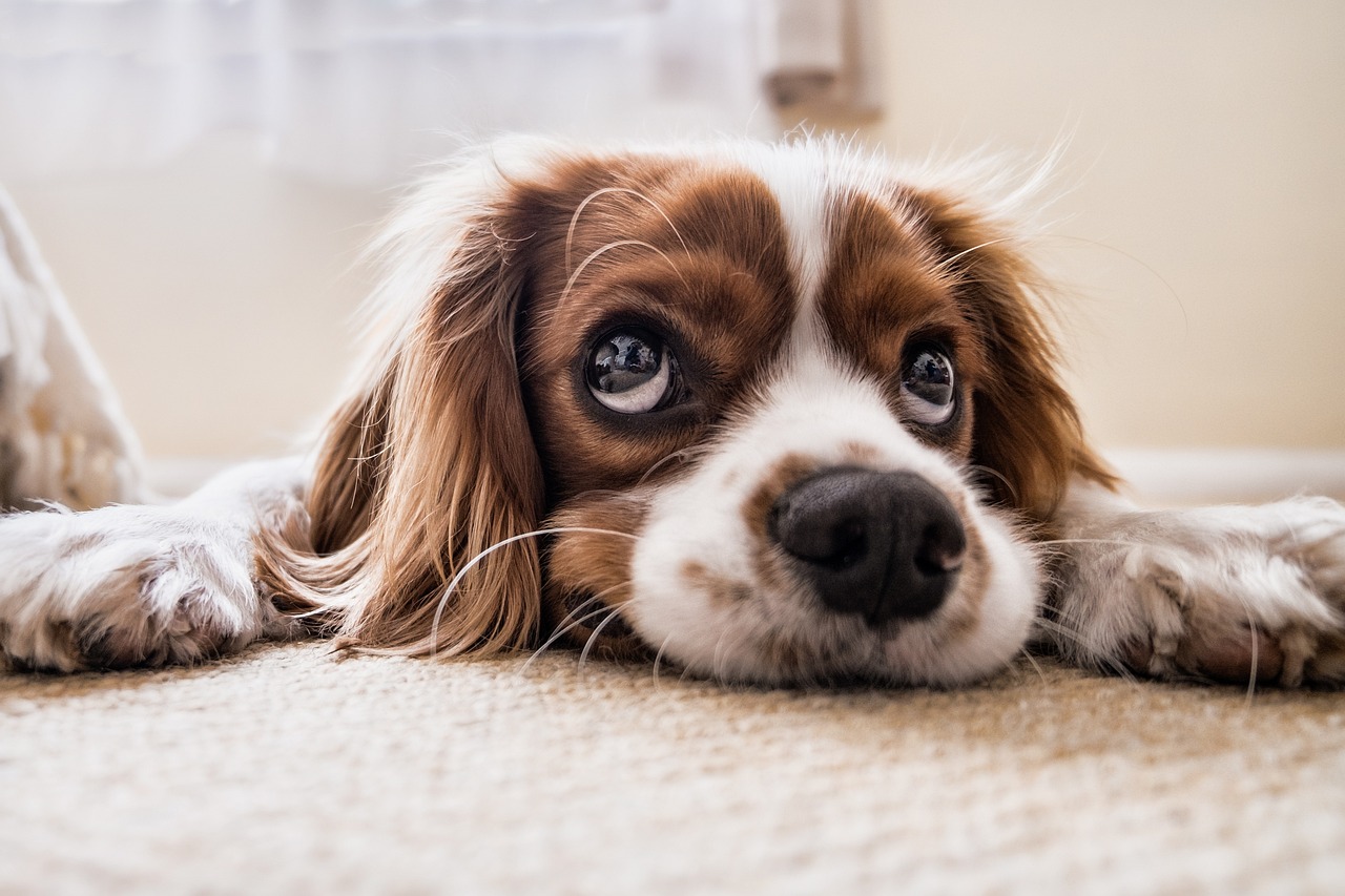 Es importante buscar alternativas para evitar que el perro perciba el estrés del humano y se vea afectado. (PIXABAY)