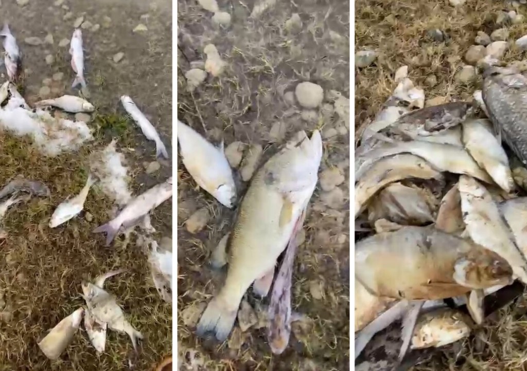 Habitantes denunciaron la muerte de peces. (ESPECIAL)