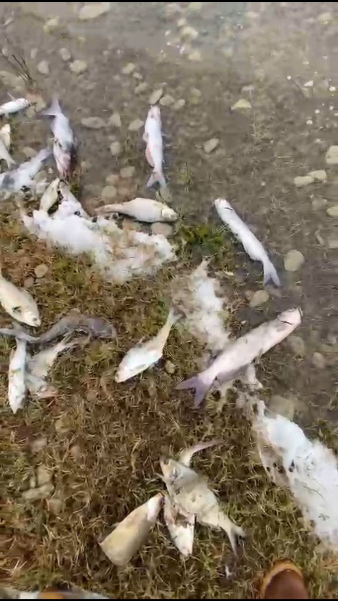 Durante el fin de semana, habitantes documentaron la muerte recurrente de peces en la laguna.