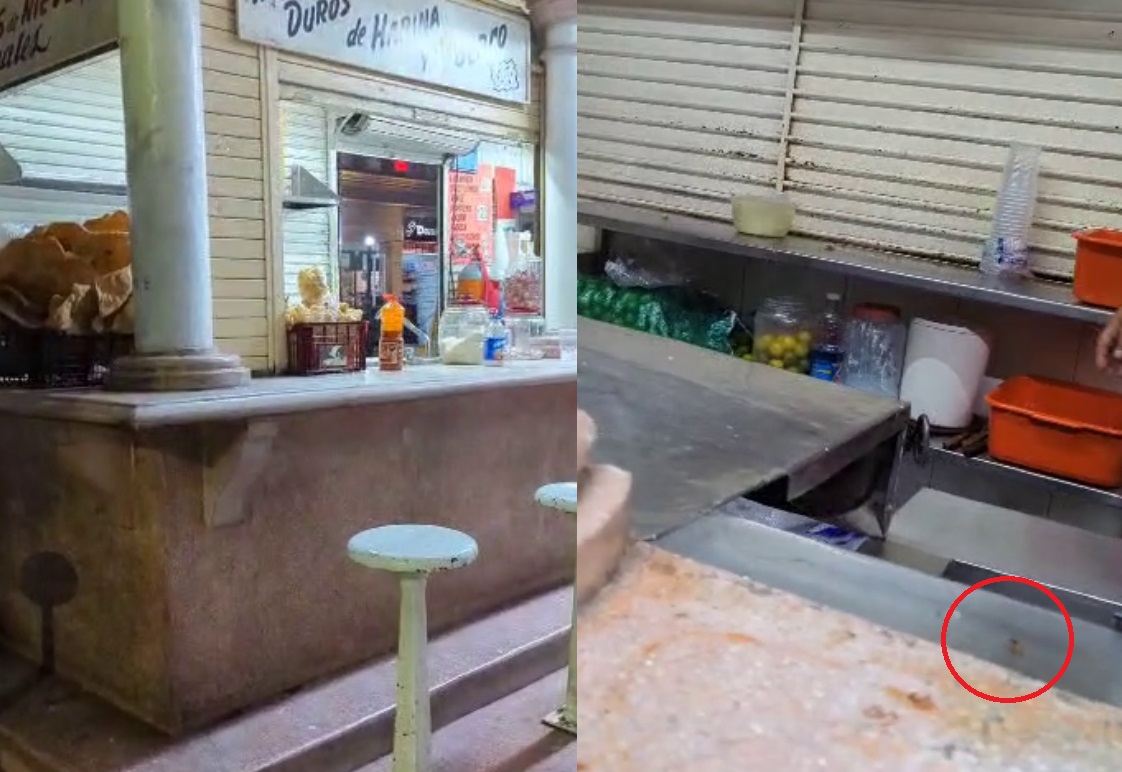 VIDEO: Exhiben cucarachas en kiosco de la Plaza de Armas de Torreón 