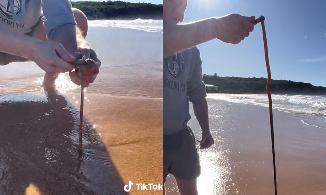 Encuentran gusano gigante en la playa y video se vuelve viral 