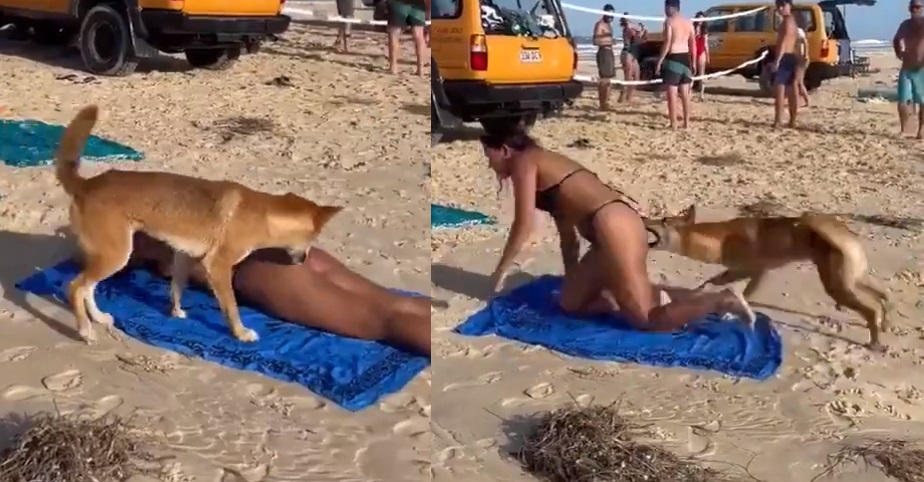 VIDEO: Dingo muerde a turista en la playa y autoridades lo sacrifican  