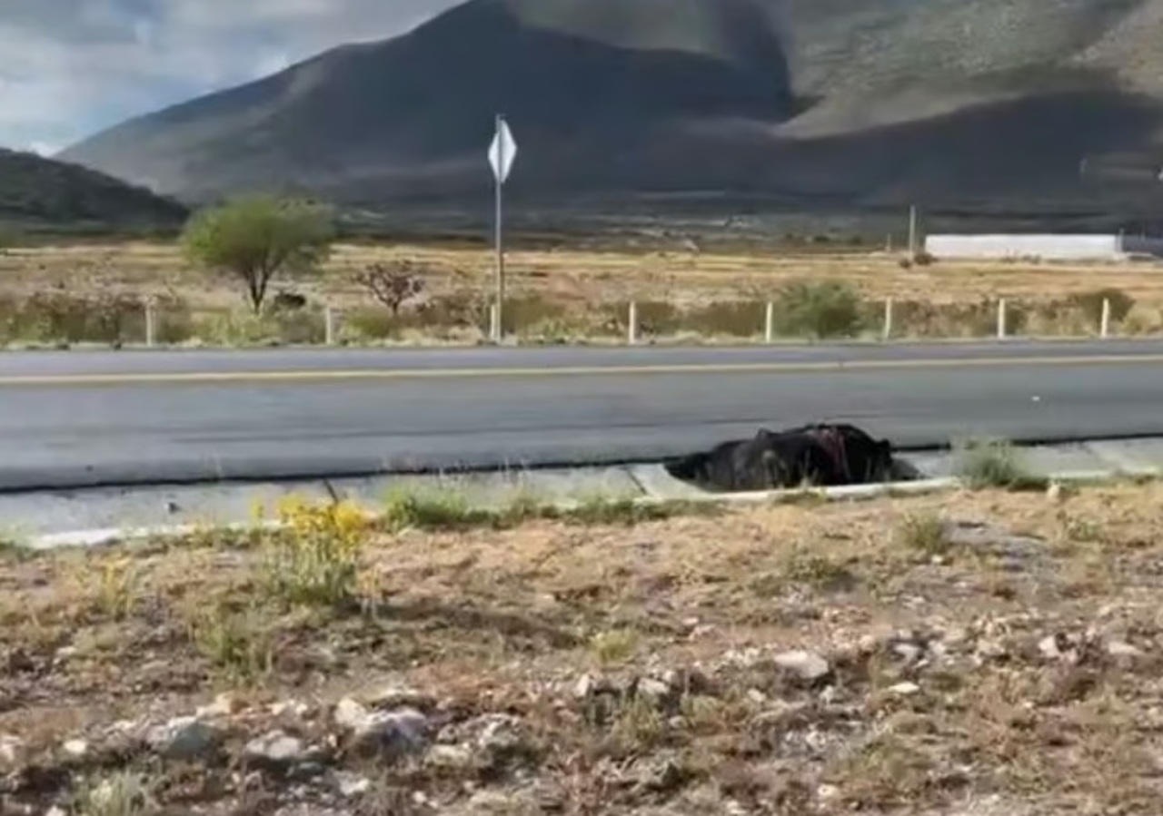 Hallan oso sin vida en carretera SaltilloZacatecas