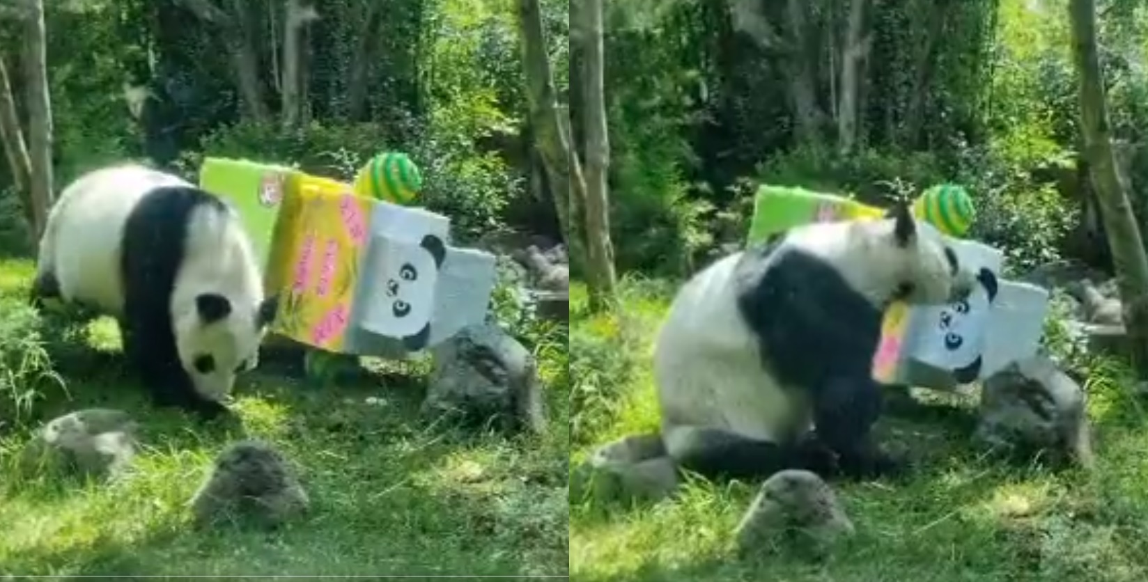 Celebran cumpleaños de la panda Xin Xin en zoológico de Chapultepec 