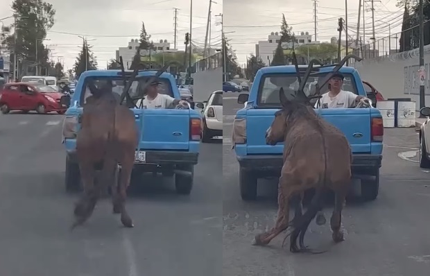 Se presenta otro caso de crueldad animal; burro es atado y arrastrado con una camioneta