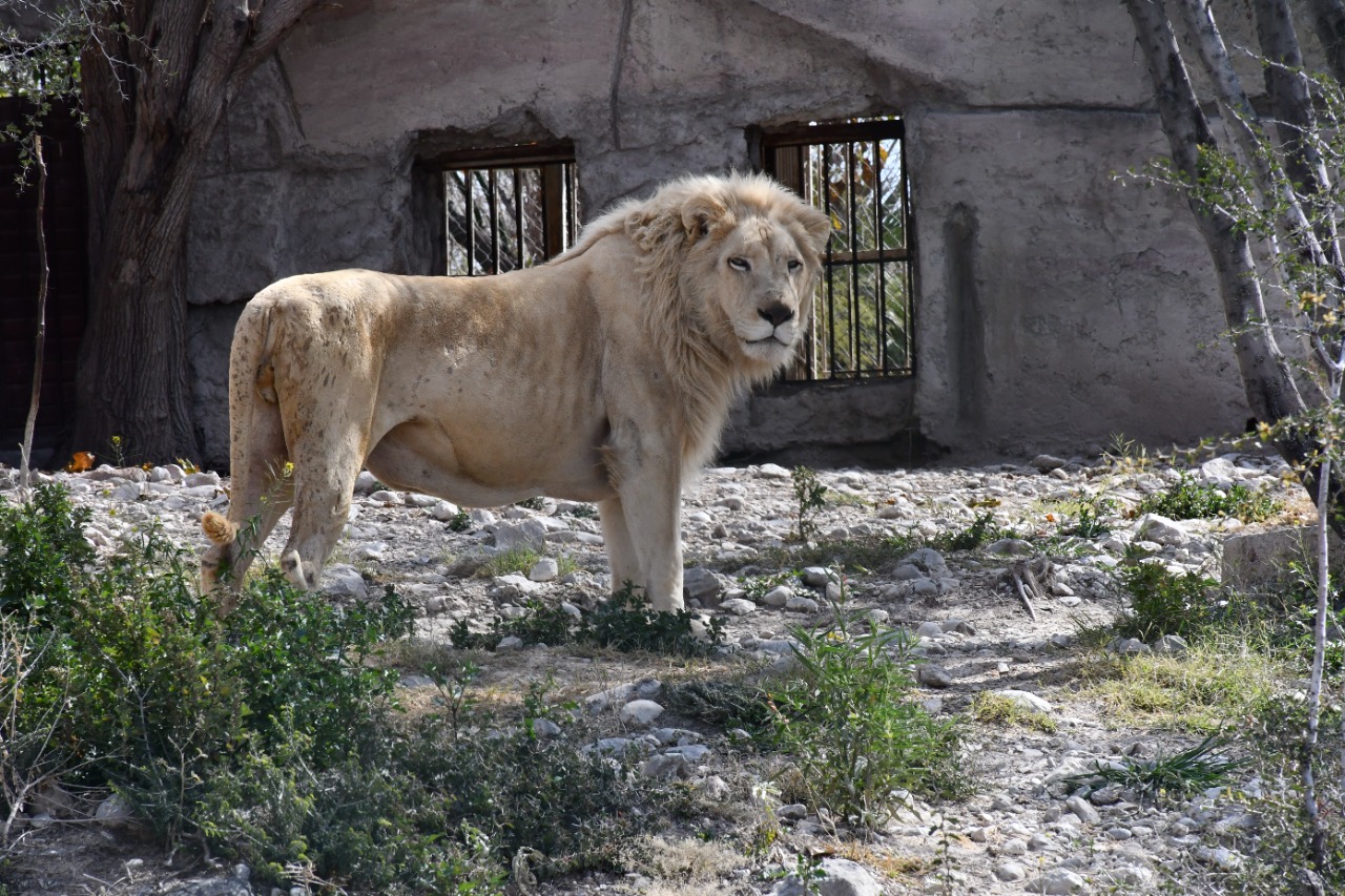 Listo el zoológico de Monclova para recibir a visitantes