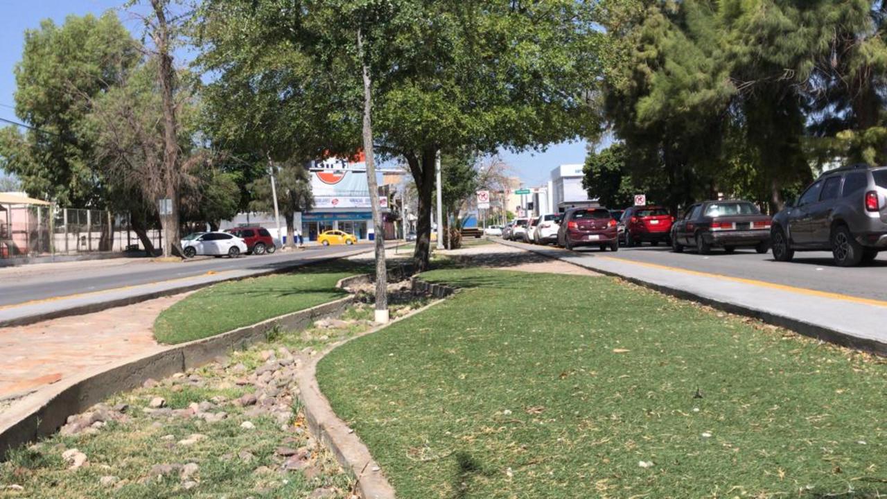 En los camellones de la Juárez, se optó por usar concreto para encauzar el agua hacia los cajetes.