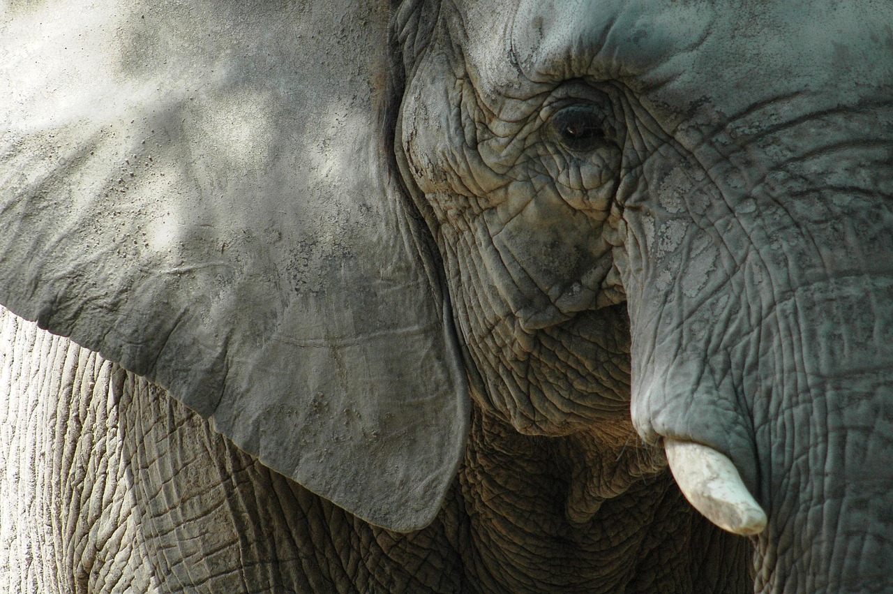 Más de 40 elefantes merodean por zonas residenciales en el sur de China
