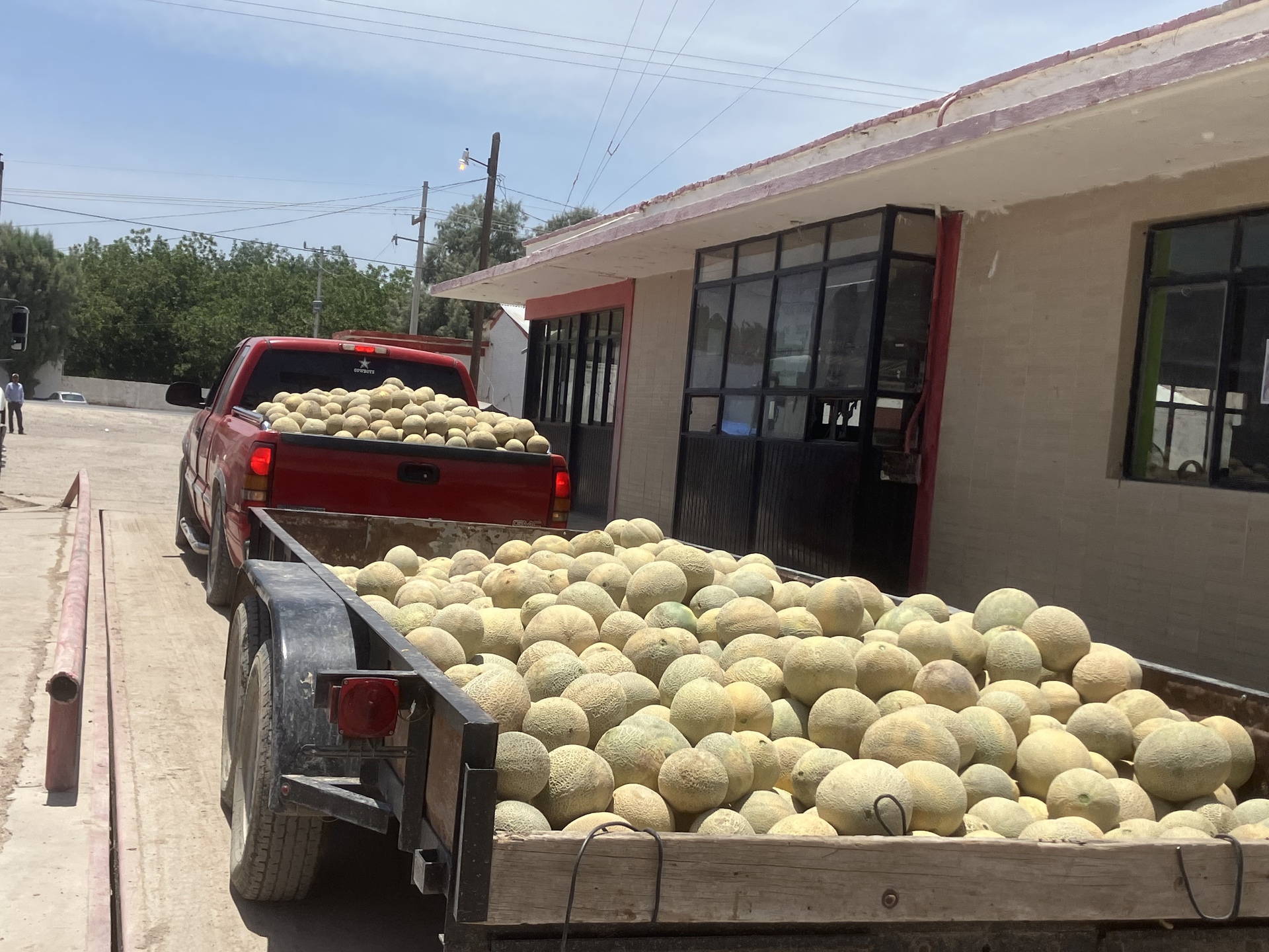Productores de melón en San Pedro se dicen abandonados por las autoridades