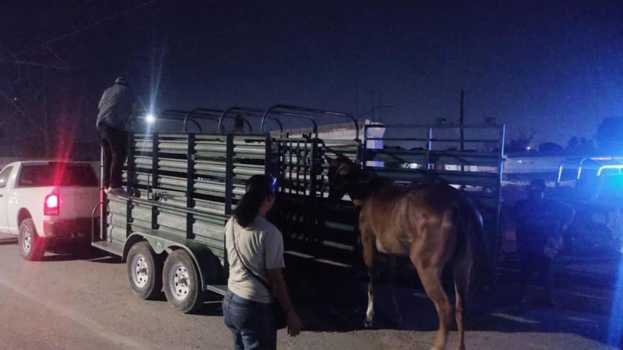 Resguardan a yegua víctima de maltrato animal en Torreón