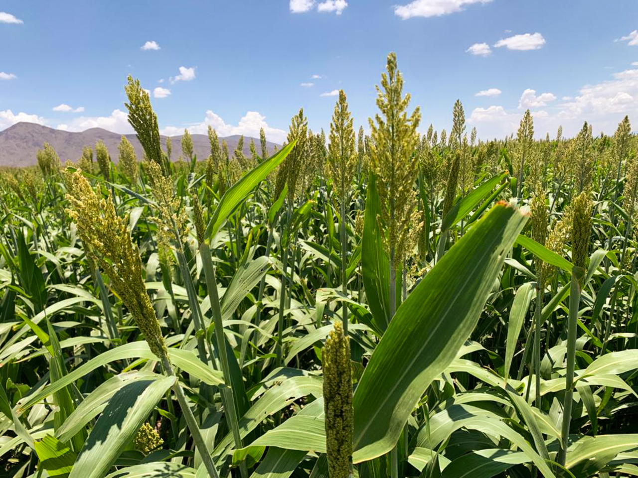 Al menos ocho mil hectáreas de sorgo forrajero enfrentan rendimientos de la mitad. (ARCHIVO)