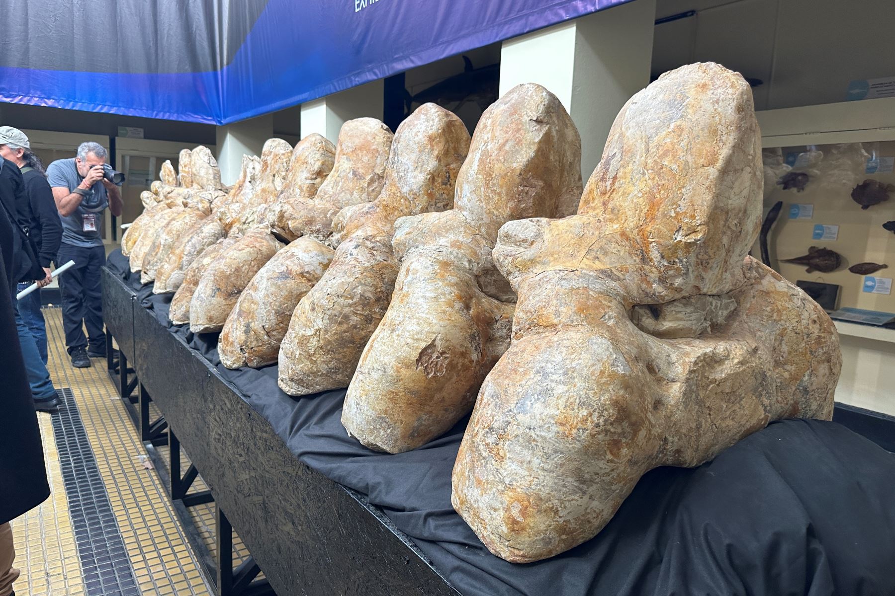La muestra alberga las enormes vértebras y costillas del cetáceo. (Foto: ANDINA/Difusión)