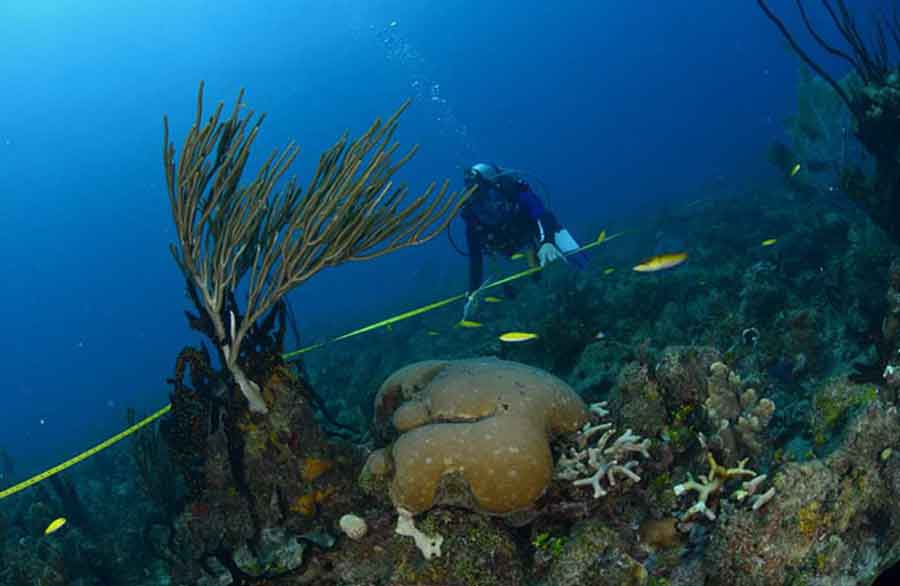 Los científicos cubanos descubren dos áreas de corales en excelente estado de conservación