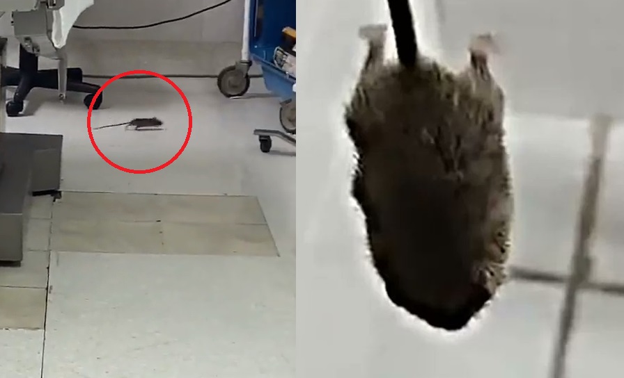 Enfermera graba un ratón en el ISSSTE y la despiden 