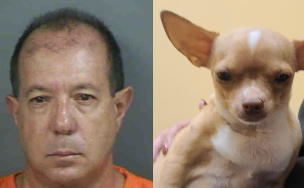 Detienen a peluquero canino por muerte de perrita; la operó sin ser veterinario 