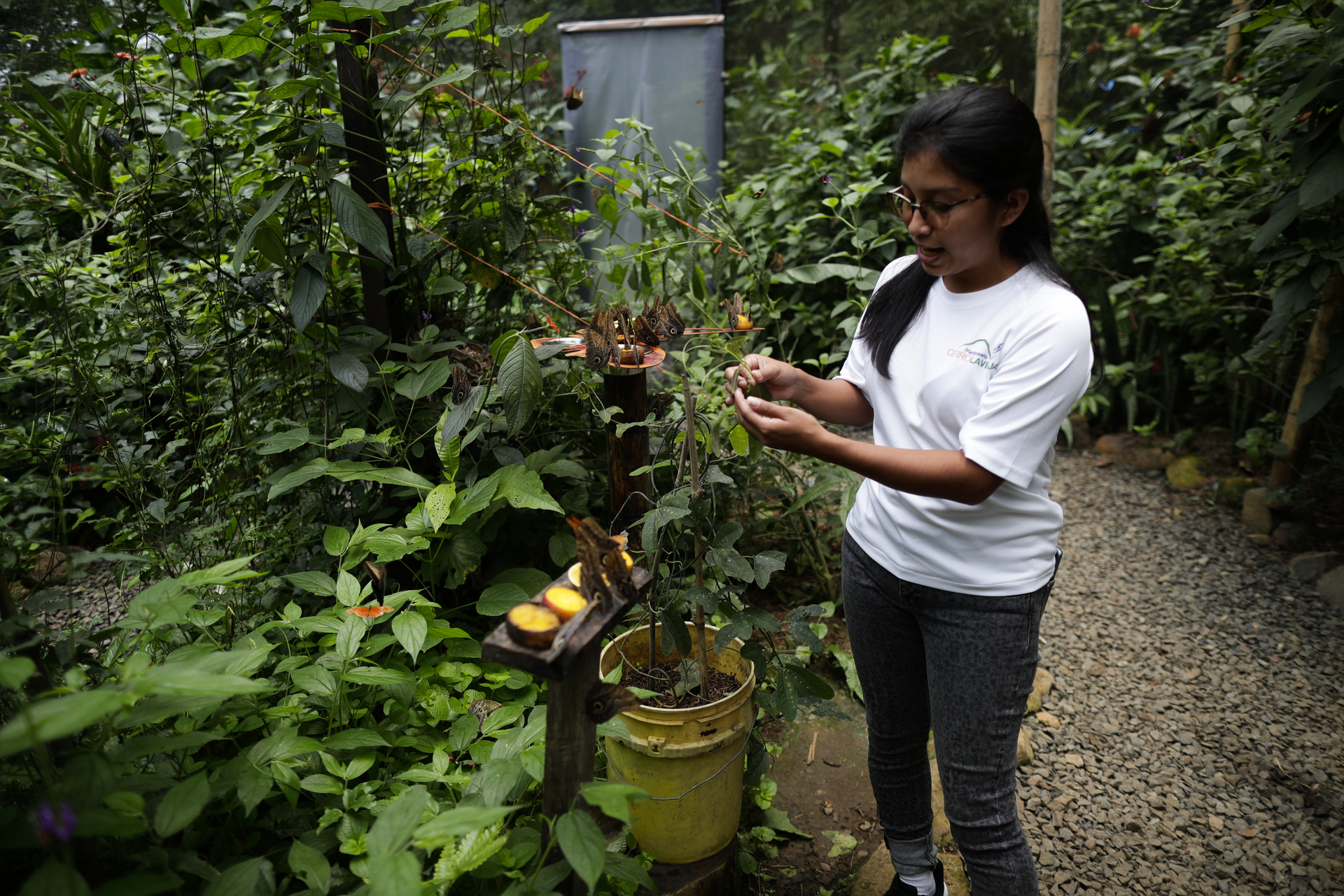 De ganadero a 'granjero' de mariposas, el nuevo negocio ecológico emergente en Panamá