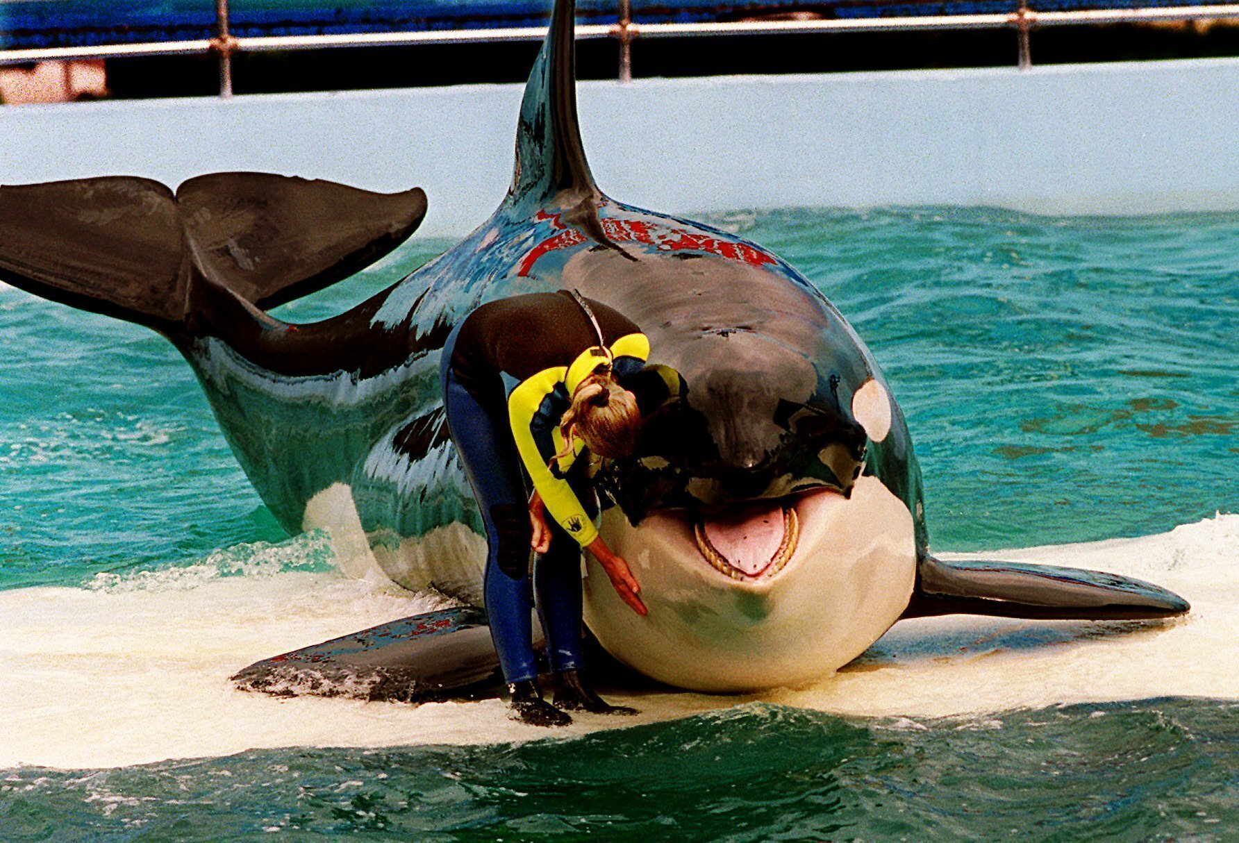 Muere Lolita, orca cautiva en Miami desde 1970