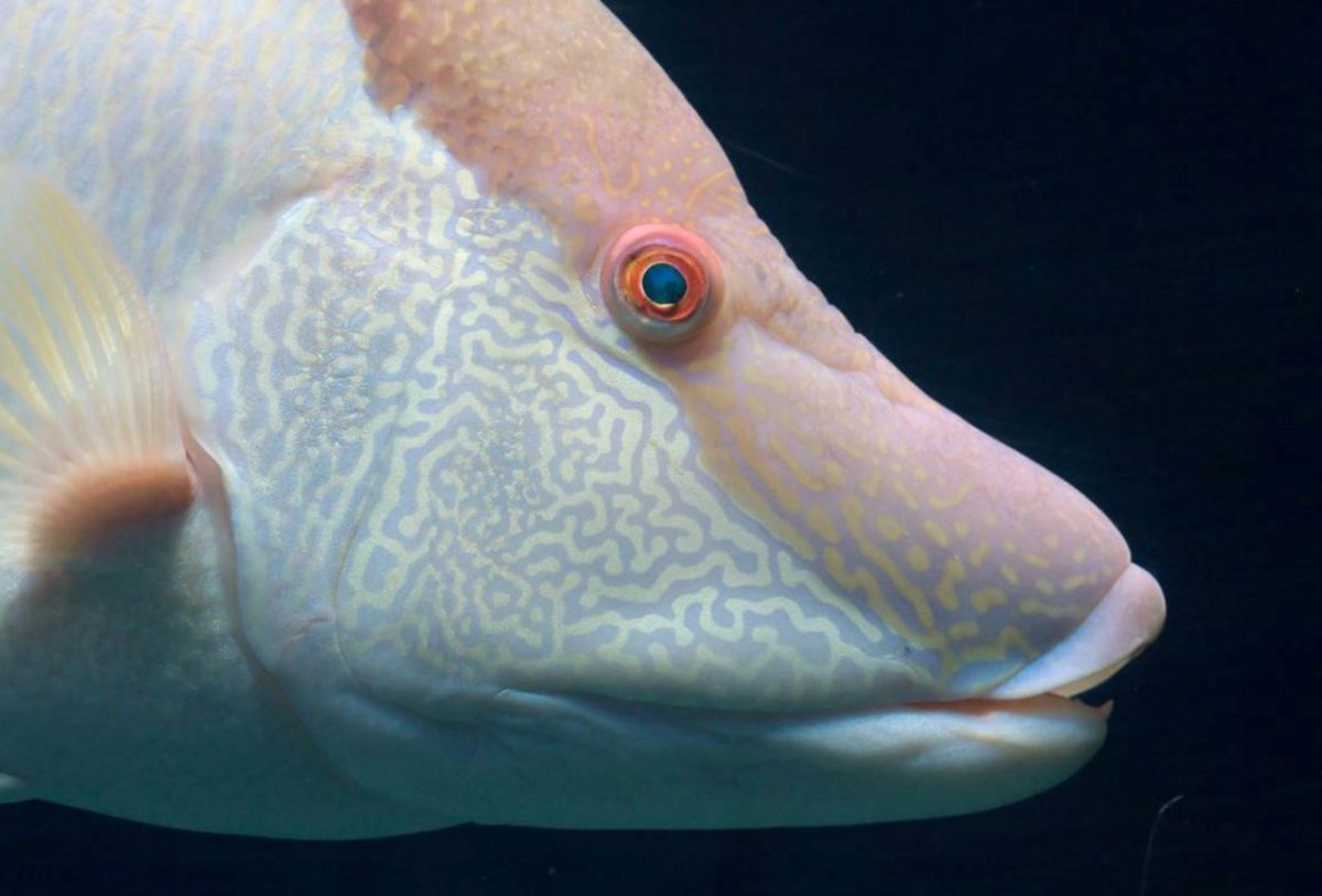 Desvelan el mecanismo que permite a un pez visionar su propia piel
