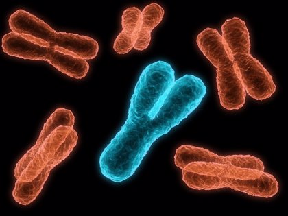 El cromosoma Y ha sido especialmente difícil de descifrar debido a sus patrones moleculares repetitivos. (ESPECIAL)
