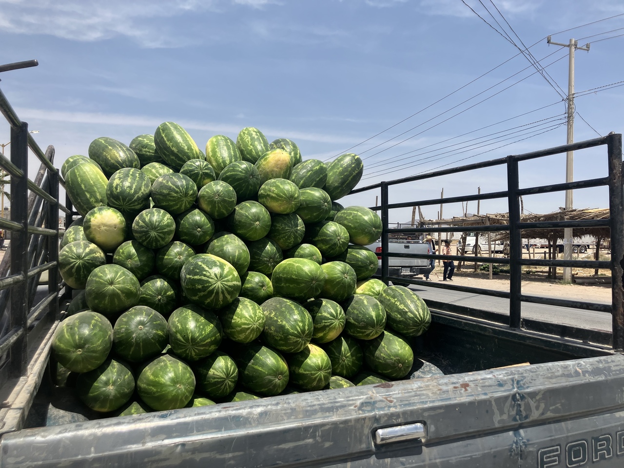 Productores de sandía obtienen buenas utilidades