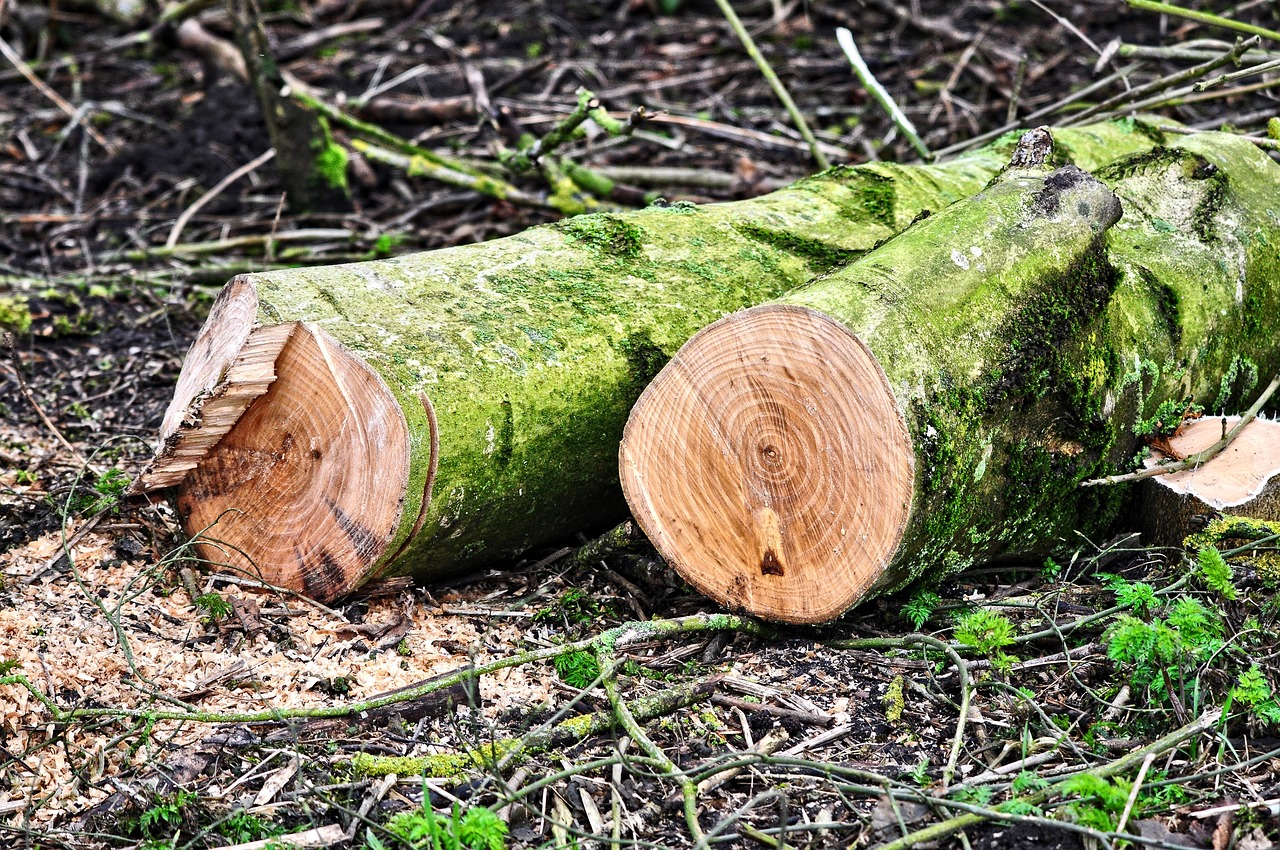 Cuanto más variadas son las especies arbóreas replantadas, más rápida es la recuperación del bosque. (PIXABAY)