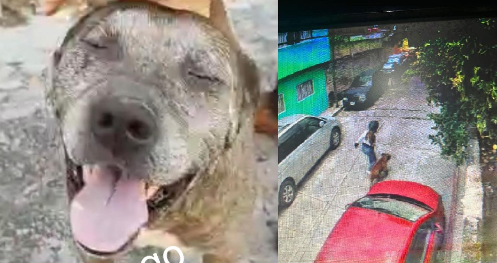 'Gogo', el perrito que salvó al niño que fue atacado por un pitbull 