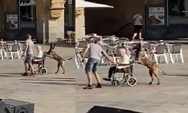 VIDEO: Perro empuja silla de ruedas de abuelita y conquista a la red 