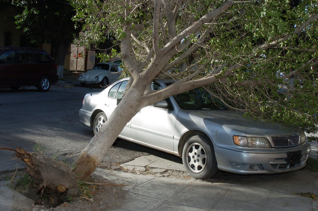¿A qué costo te puede salir la caída de un árbol en tu carro?