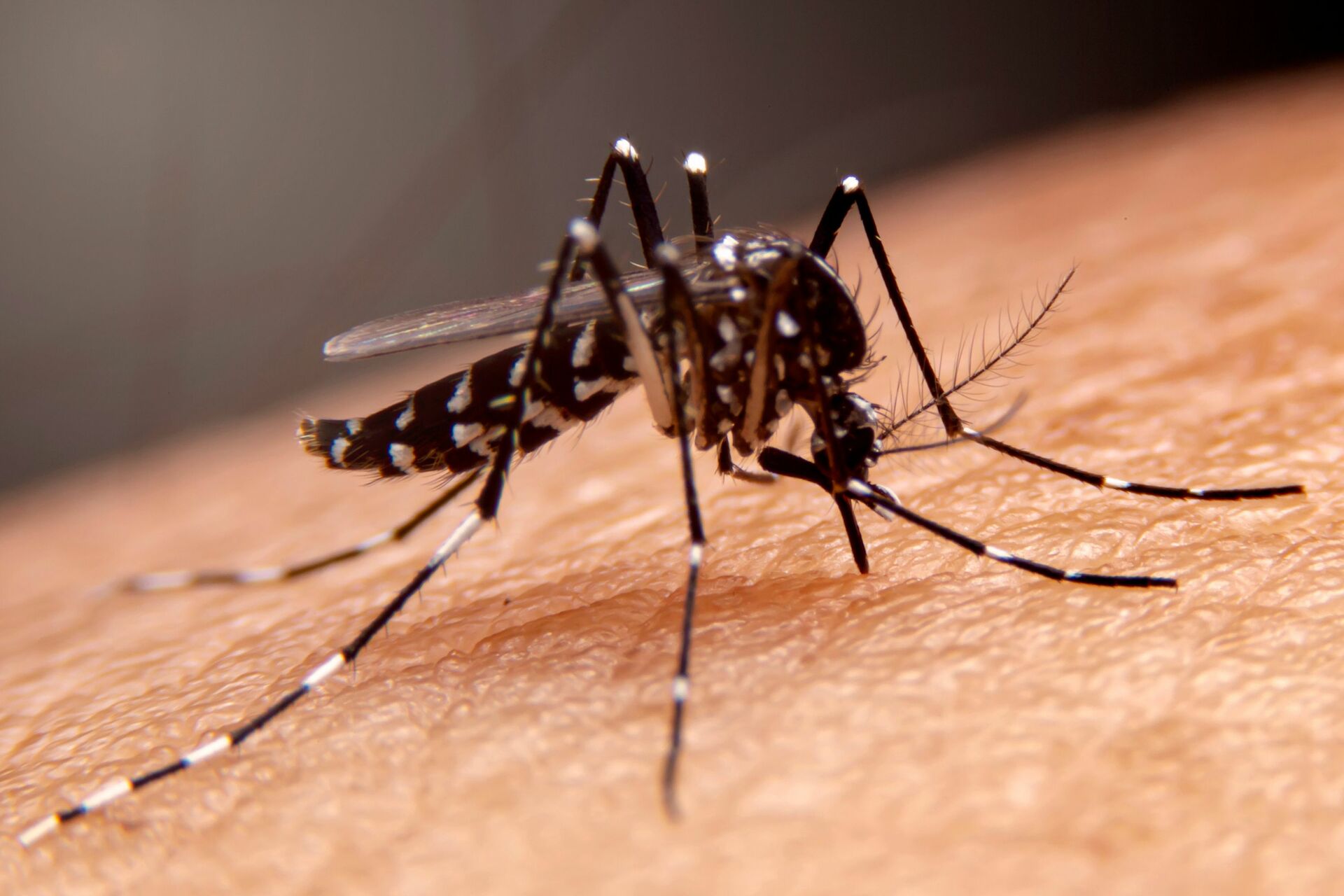 El virus se transmite a los seres humanos por la picadura de mosquitos hembra infectados, principalmente del género Aedes aegypti.