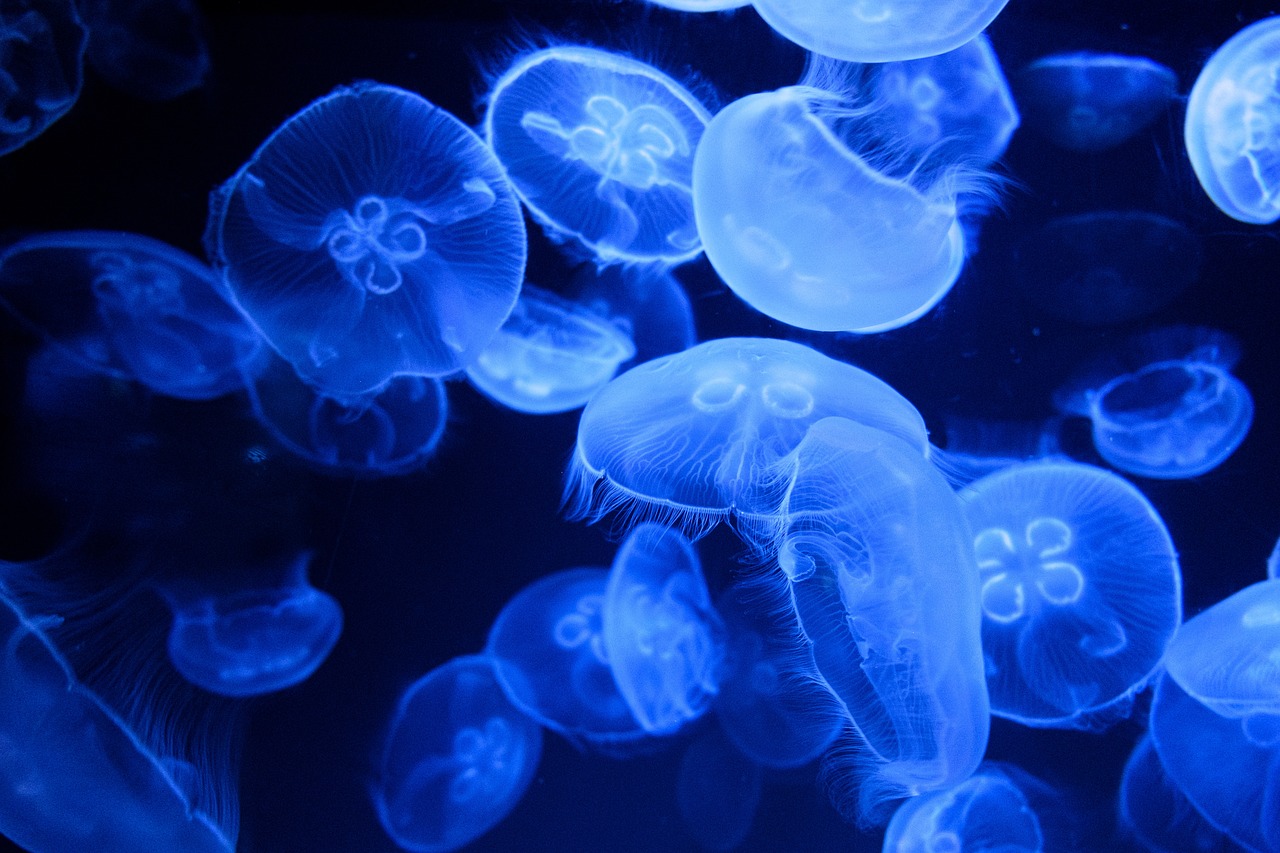 Un hallazgo con medusas nos acerca a la detección de las células que albergan la memoria