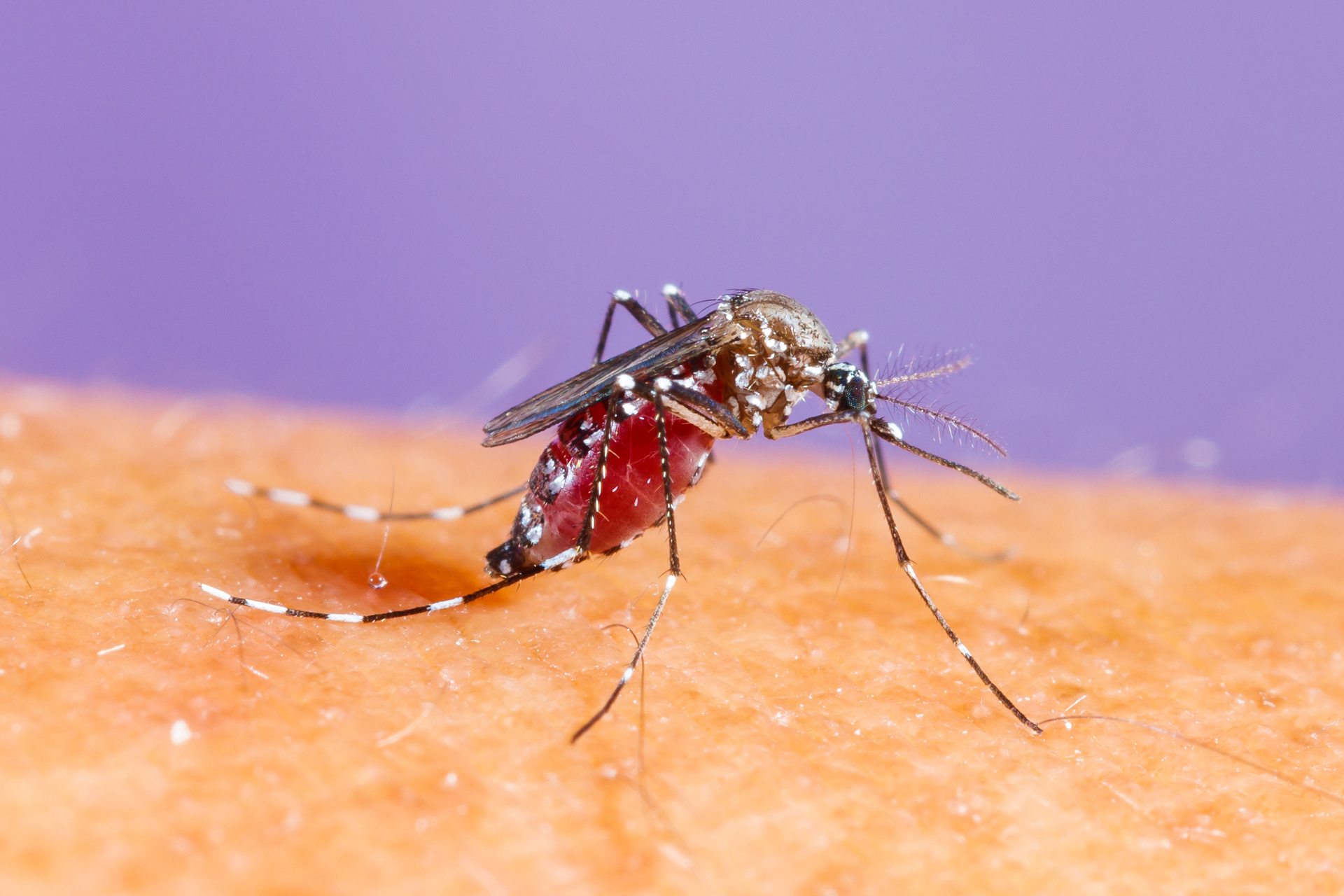 Evolución del dengue, identificarla salva vidas