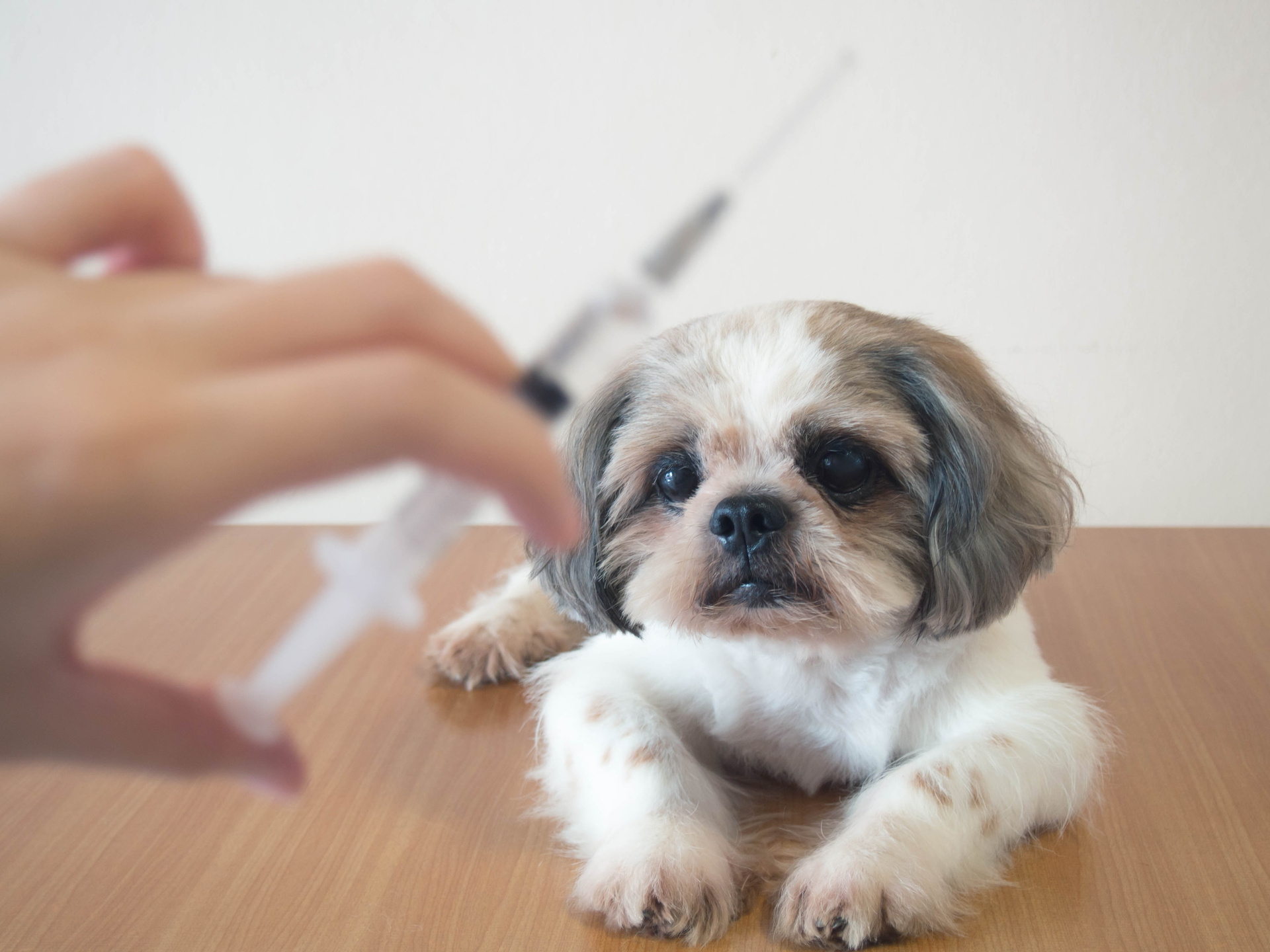 Vacunar a los animales domésticos, la mejor receta para prevenir la rabia